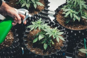 Using 2024 Frontiers Research to Strengthen Feminised Cannabis Seed Quality